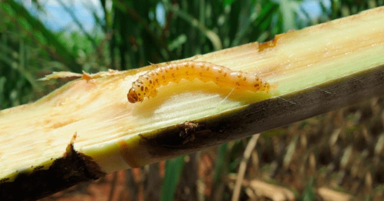 Proteja Sua Lavoura De Cana-De-Açúcar Contra Pragas Com O Silício