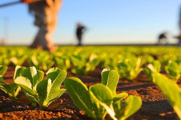 Você Sabe O Que É A Ulexita E Porque Ela É Uma Fonte De Boro Vantajosa Para O Agricultor Qual É A Importância Do Boro No Manejo Nutricional.