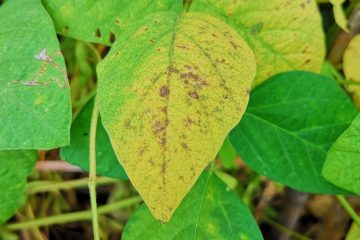 O Papel Do Silício No Combate De Pragas E Doenças Agrícolas