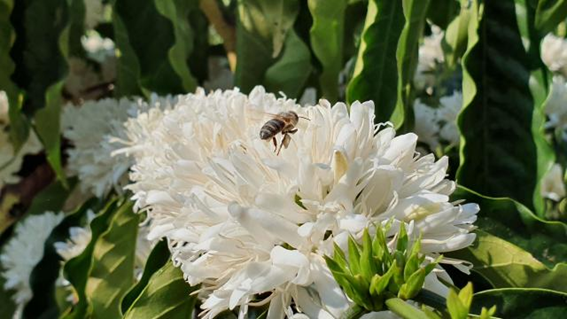 A Florada Geralmente Acontece Entre Os Meses De Setembro E Novembro, Durante A Primavera. E Quando Todas As Flores Caem E Restam Apenas Os Chumbinhos, Come