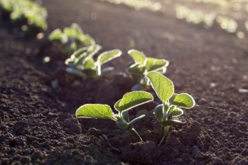 As Vantagens E Limitações Do Fosfato Natural Para A Adubação Agrícola