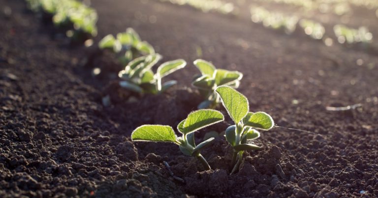 As Vantagens E Limitações Do Fosfato Natural Para A Adubação Agrícola