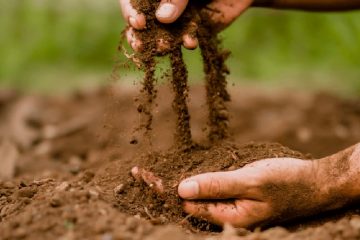 Como Os Microrganismos Podem Melhorar O Ecossistema Do Solo