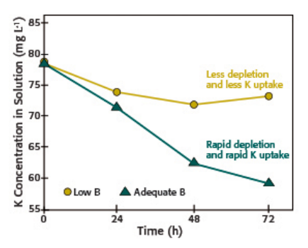 Concentrações Maiores Boro (Em Verde) Aumentam A Velocidade Da Absorção De Potássio, Já Concentrações Menores (Em Amarelo) Estão Relacionadas A Uma Absorção Mais Lenta De Potássio
