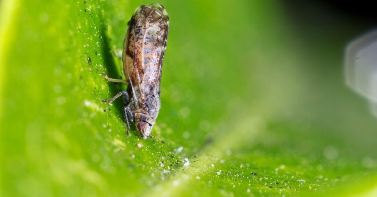 Controle O Greening E Outras Doenças Dos Citros Com O Manejo Integrado De Pragas