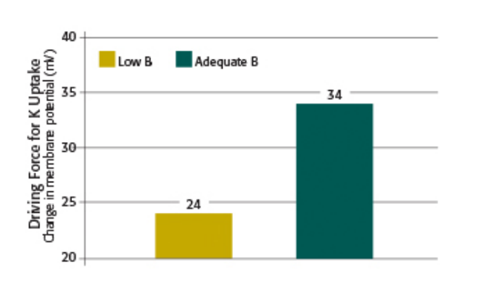 Em Comparação Com Uma Baixa Concentração De Boro (Em Amarelo), A Presença Adequada (Em Verde) Desse Elemento Melhora A Absorção De Potássio