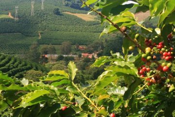 Qual A Dose Ideal De Boro Para O Café E Manganês No Café