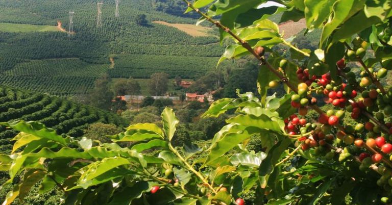 Qual A Dose Ideal De Boro Para O Café E Manganês No Café