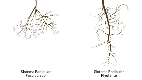 Representação Dos Dois Principais Tipos De Sistemas Radicular Das Plantas. O Sistema Radicular Fasciculado É Encontrado Principalmente Em Monocotiledôneas, Como O Milho, E O Sistema Radicular Pivotante Em Dicotiledôneas, Como A Soja.