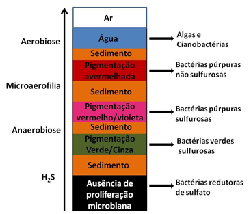 A Coluna De Winogradsky É Uma Técnica Utilizada Para Avaliar A Disposição Microbiana Ao Longo Das Camadas Do Solo