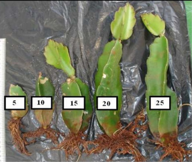 Cladódios Enraizados De Pitaia Vermelha De Polpa Braca (Hylocereus Undatus (Haw) Britton &Amp; Rose). Nos Estudos Conduzidos Pelos Autores, É Indicado O Uso De Cladódios De 15Cm E 25Cm Para Formação De Mudas. (Fonte: Marques Et Al, 2011)