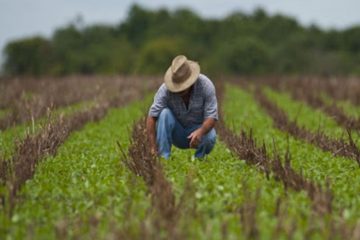 Descubra As Vantagens Do Uso Da Ulexita Como Fonte De Boro Na Agricultura - Descubra As Vantagens Do Uso Da Ulexita Como Fonte De Boro Na Agricultura.