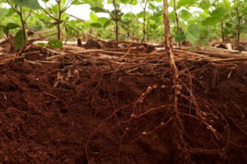 Entenda Como As Raízes Ajudam A Tornar O Uso Do Solo Mais Sustentável - Entenda Como As Raizes Ajudam A Tornar O Uso Do Solo Mais Sustentavel