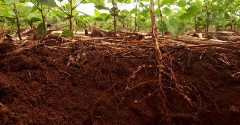 Entenda Como As Raízes Ajudam A Tornar O Uso Do Solo Mais Sustentável - Entenda Como As Raizes Ajudam A Tornar O Uso Do Solo Mais Sustentavel