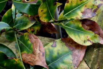 Entenda Como Condições De Estresse Afetam As Plantas E Como Lidar Com Elas - Entenda Como Condicoes De Estresse Afetam As Plantas E Como Lidar Com Elas