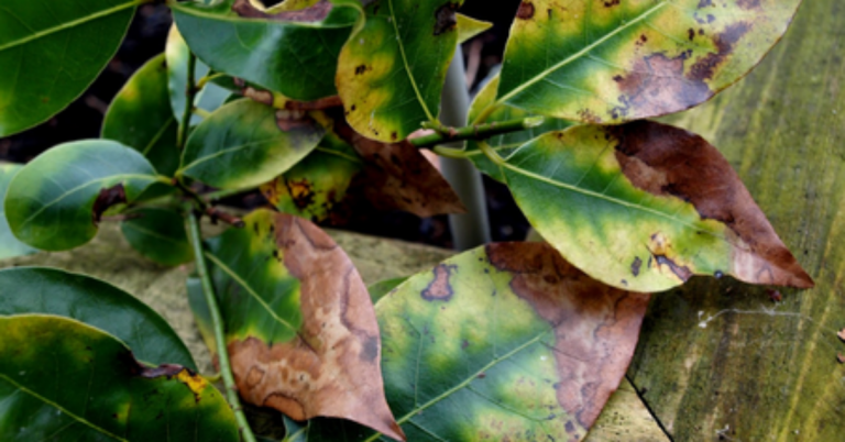 Entenda Como Condições De Estresse Afetam As Plantas E Como Lidar Com Elas - Entenda Como Condicoes De Estresse Afetam As Plantas E Como Lidar Com Elas