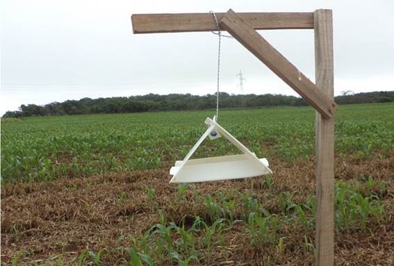 Exemplo De Tática De Monitoramento Da Lagarta Do Cartucho No Milho. A Armadilha Deve Ser Checada Semanalmente Para A Contagem Dos Insetos E Verificar O Nível De Controle. (Fonte: Ivênio Oliveira - Embrapa Milho E Sorgo)