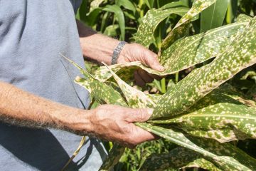 Maior Produtor Mundial De Potássio Fecha Minas Para Forçar Contínuo Aumento Do Preço