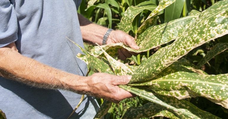 Maior Produtor Mundial De Potássio Fecha Minas Para Forçar Contínuo Aumento Do Preço