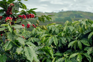 Novas Maneiras De Desenvolver Produtos É A Chave Para Uma Agricultura Mais Sustentável - Novas Maneiras De Desenvolver Produtos E A Chave Para Uma Agricultura Mais Sustentavel