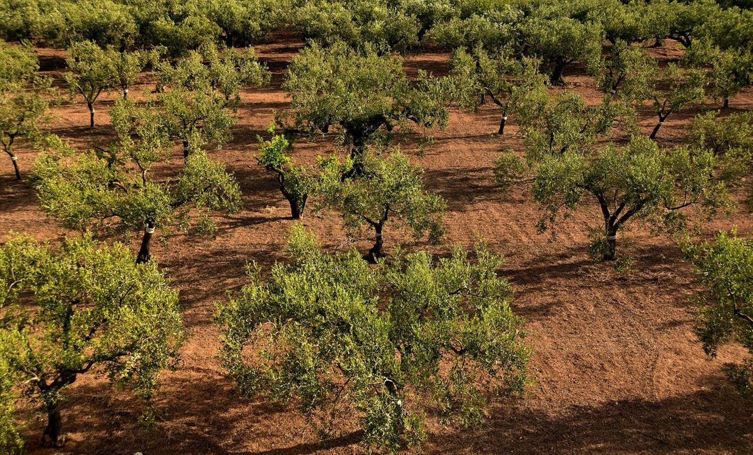 O Brasil É Um Dos Maiores Importadores De Produtos Oriundos Da Oliva, O Que Traz Potencial Para O Investimento Na Olivicultura