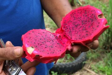 O Potencial Da Pitaia Na Agricultura Brasileira - O Potencial Da Pitaia Na Agricultura Brasileira