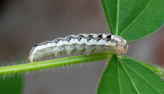 Outro Efeito Complementar Do Silício É O Aumento Dos Tricomas. Eles São Os Pequenos Pelos Que Ficam Na Superfície Da Planta, Tornando As Suas Partes Menos Palatáveis E Dificultando A Digestão Dos Insetos. Na Foto, Uma Lagarta Da Espécie Helicoverpa Armigera Em Folhas De Soja. (Fonte: Araújo, S. J. - Embrapa Arroz E Feijão)