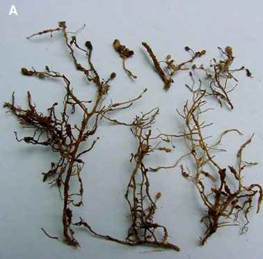 Raízes De Cafeeiros Infectadas Pelo Nematoide Meloidogyne Exigua, Exibindo Galhas Arredondadas Típicas Nas Extremidades Das Raízes. (Fonte: Krzyzanowski, A. A. 2006)