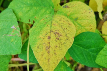 Saiba Como O Silício Ajuda No Combate A Pragas E Doenças Das Plantas