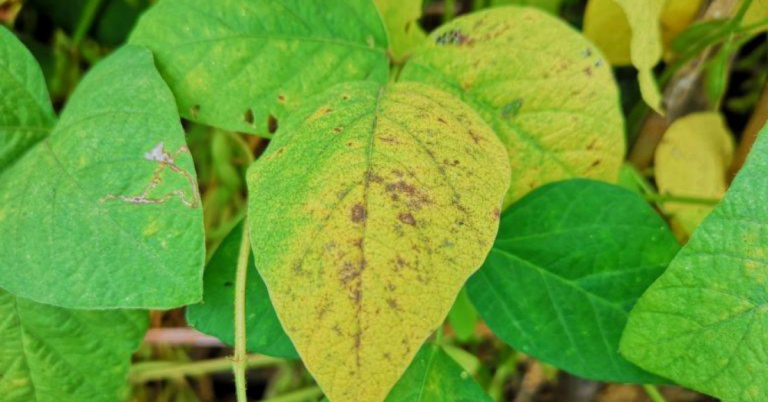 Saiba Como O Silício Ajuda No Combate A Pragas E Doenças Das Plantas