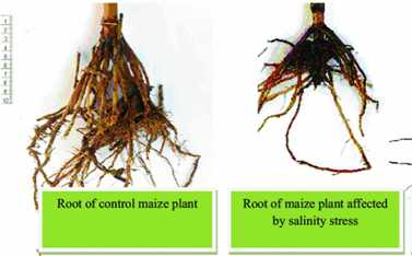 Sintomas De Alta Concentração De Sais Nas Plantas. (Fontes: Fahad Et Al. 2014; Gheyi Et Al., 2016; Ueno, 2016 E Zhilei Et Al., 2018.)