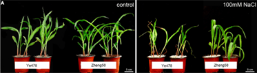 Sintomas Da Intoxicação Das Plantas