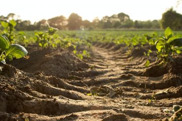 Saiba Como A Técnica Da Biorremediação Do Solo Torna A Agricultura Mais Sustentável - 04 Biorremediacao Do Solo