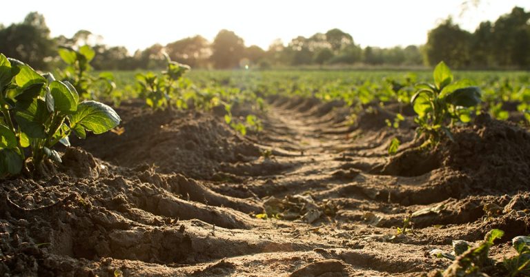 Saiba Como A Técnica Da Biorremediação Do Solo Torna A Agricultura Mais Sustentável - 04 Biorremediacao Do Solo