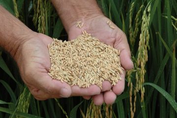 Entenda Como A Brusone Afeta A Produção De Arroz E A Segurança Alimentar