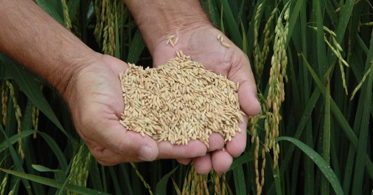 Entenda Como A Brusone Afeta A Produção De Arroz E A Segurança Alimentar