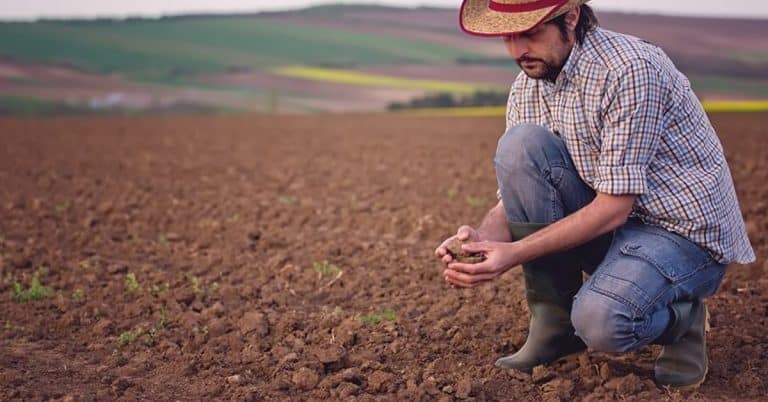 Como Entender Sobre A Fertilidade Do Solo Ajuda Na Escolha Dos Fertilizantes?