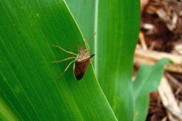 O Controle Do Percevejo Barriga Verde No Sistema Soja-Milho É Um Desafio Que Exige Estratégia