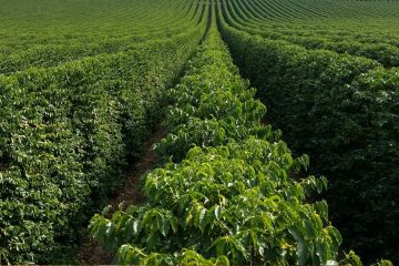 Cafeicultor De Monte Carmelo-Mg Fala Sobre Os Benefícios Do K Forte®