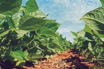 Produtor De Soja De Chapada Gaúcha-Mg Conta Como Melhorou A Produtividade Com O K Forte®