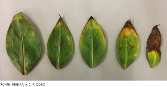 A Professora Ana Clara Destacou Que Quando Identificamos Visualmente A Queima Da Borda Das Folhas Ou Qualquer Resposta Da Planta, Aquele Problema Já Vem Sendo Decorrente. Então, É Importante Identificarmos O Estresse Salino Precocemente. (Fonte: Pereira, A. C. P. - 2020)