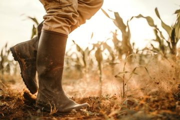 Como O Estresse Salino Afeta As Plantas?