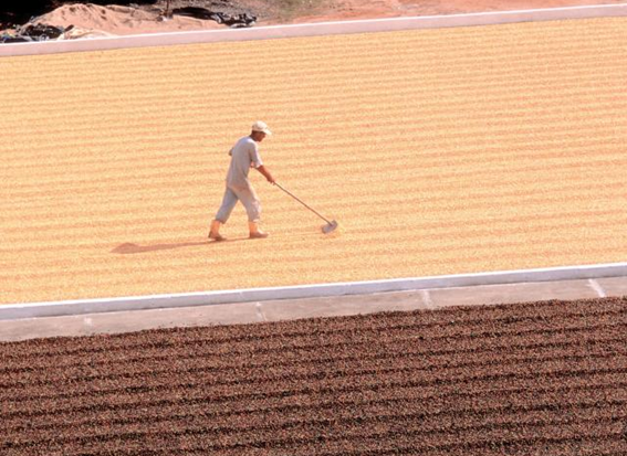 Dentre Os Principais Produtos Orgânicos Brasileiros Estão As Frutas, Hortaliças, Tubérculos, Produtos Agroindustrializados E Grãos.(Fonte: Leal, K. P. - Embrapa)