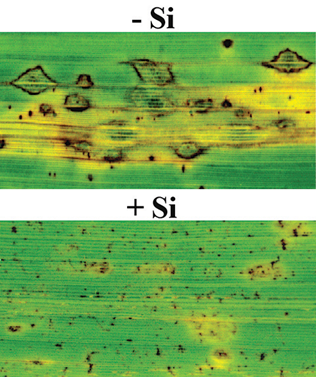 Desenvolvimento De Sintomas De Brusone Nas Folhas Tratadas Com (+ Si) Ou Sem Silício (-Si) (Fontes: Datnoff E Rodrigues).