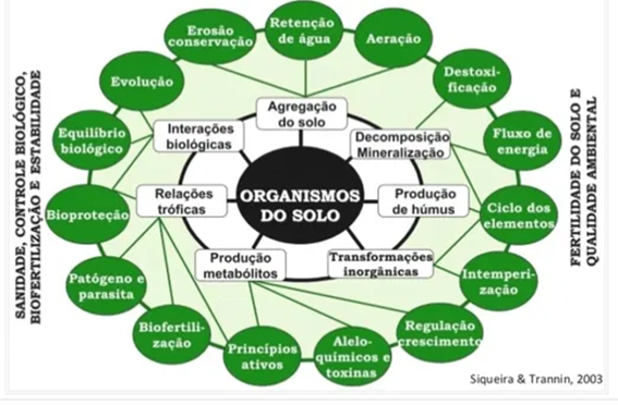 Diferentes Funções E Inter-Relações Dos Organismos No Solo. (Fonte: Siqueira &Amp; Trannin, 2003)