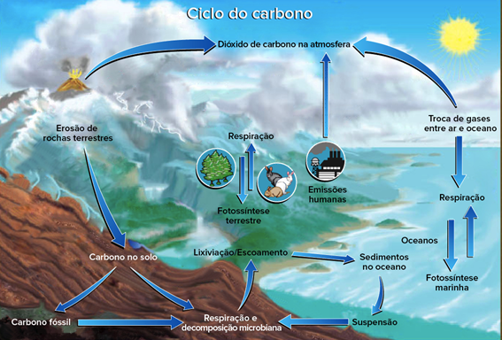 Esquema Do Ciclo Do Carbono Em Um Ecossistema. Ele Pode Ser Incorporado Na Agricultura No Solo, Através Dos Microrganismos, E Nas Plantas, Através Da Fotossíntese. (Fonte: Adaptado De Evans, J. M. E Perlman. H. P. - Openstax College, Cc By 4.0)