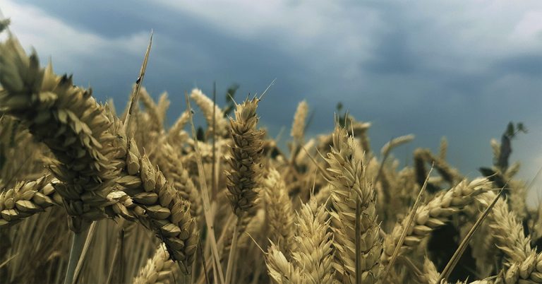 Fertilizantes Com Compostos Radioativos, Como Urânio E Tório, Fazem Mal Para A Agricultura E São Um Ponto De Preocupação