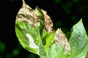 Entenda Os Malefícios Da Absorção Excessiva De Cloro Pelas Plantas