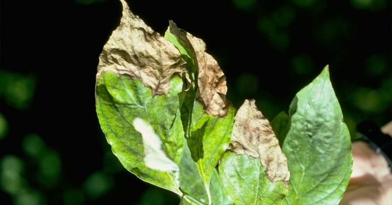 Entenda Os Malefícios Da Absorção Excessiva De Cloro Pelas Plantas