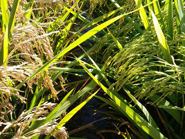 O Arroz É Uma Das Culturas Agrícolas Mais Importantes Do Mundo (Fonte: Lillian Matias)